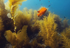 PADI Underwater Naturalist Specialty Course